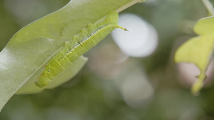 毛毛虫绿虫。特写生物虫类