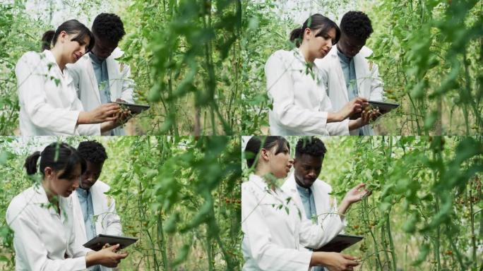 运用他们的植物学技能