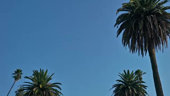 开车。棕榈树。加州。