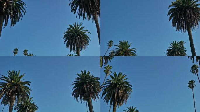 开车。棕榈树。加州。