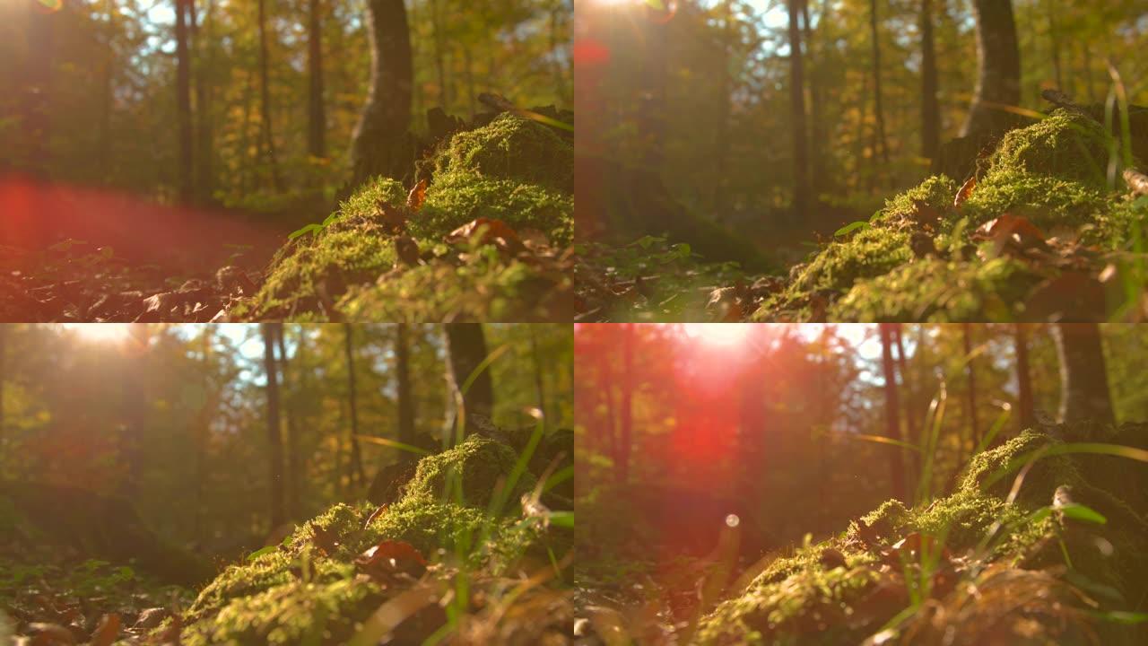 特写: 金色的秋天阳光照在覆盖着苔藓和树叶的森林地面上