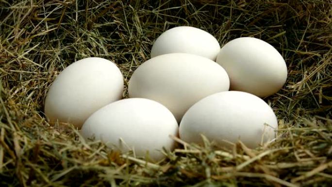 鸡蛋随着巢中的新生活而移动