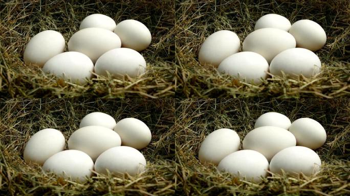 鸡蛋随着巢中的新生活而移动