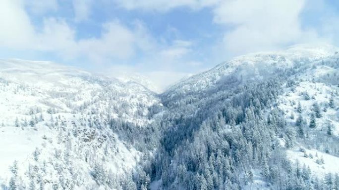 在晴朗的冬日，白雪覆盖的树木森林和美丽的山脉景观上方的鸟瞰图