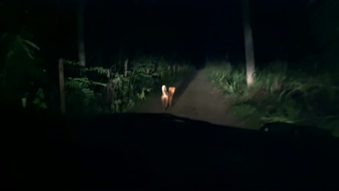 夜间在黑暗的土路上跟随狗的MS汽车前灯