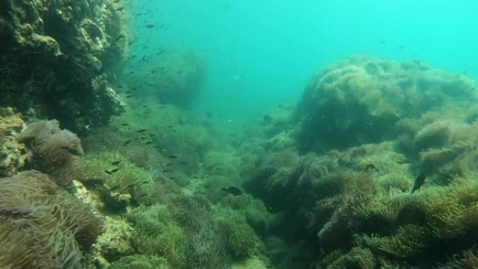 追踪珊瑚礁和鱼类深海渗水水下