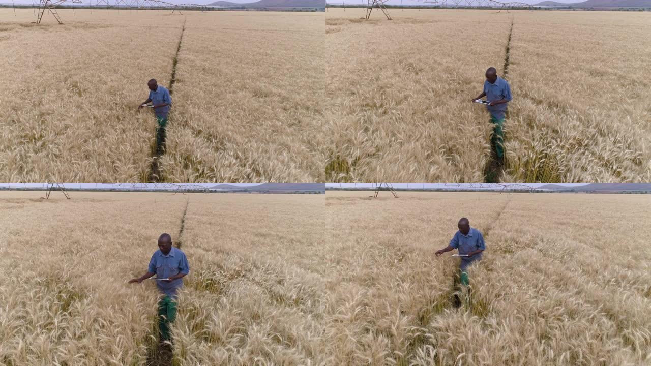 4k特写缩小使用数字平板电脑和监控农场小麦作物的非洲黑人农民的鸟瞰图
