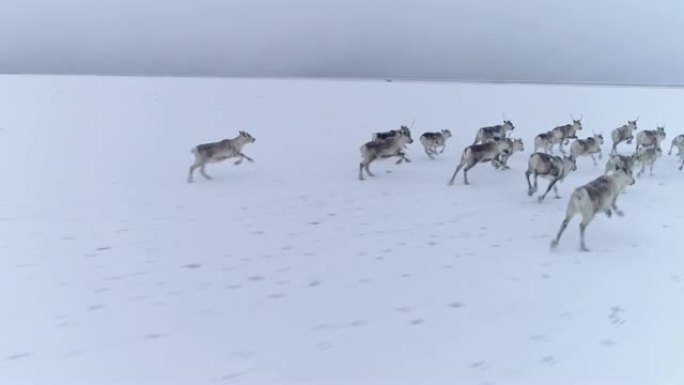 驯鹿女士在冰岛偏远的积雪覆盖的景观中奔跑