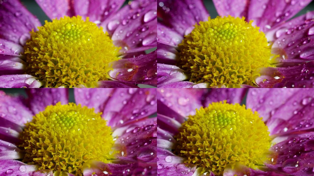 6k分辨率的彩色花朵的极端宏观拍摄。