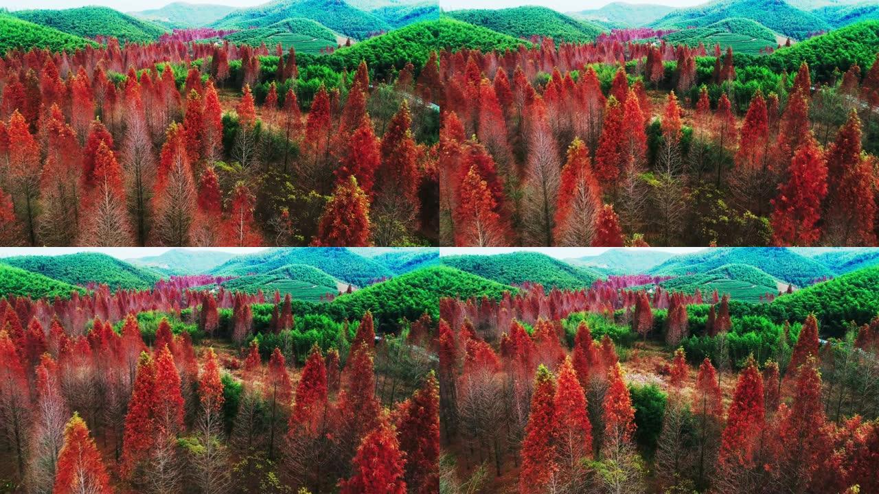 秋天的红色水杉