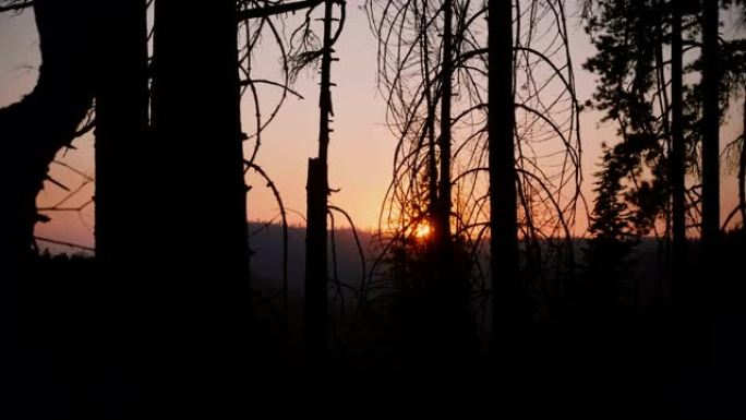 相机向右移动，显示美丽的红色太阳在日落时分在黑暗的森林树剪影慢动作之间落下。