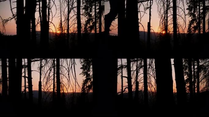 相机向右移动，显示美丽的红色太阳在日落时分在黑暗的森林树剪影慢动作之间落下。