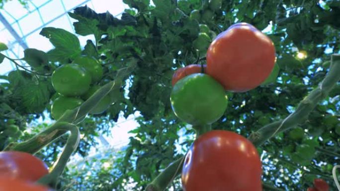 植物上生长的新鲜西红柿。