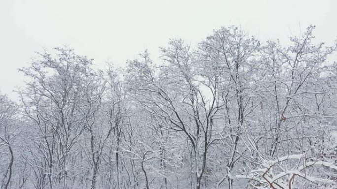 雪景大雪积雪白雪冰天雪地白雪皑皑