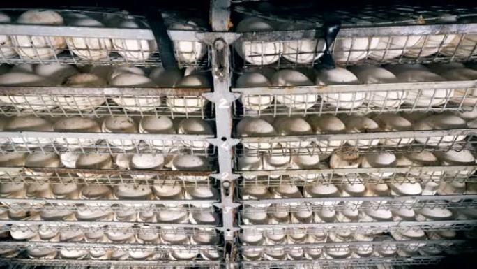 在家禽农场的架子上孵化的鸡蛋，关闭。