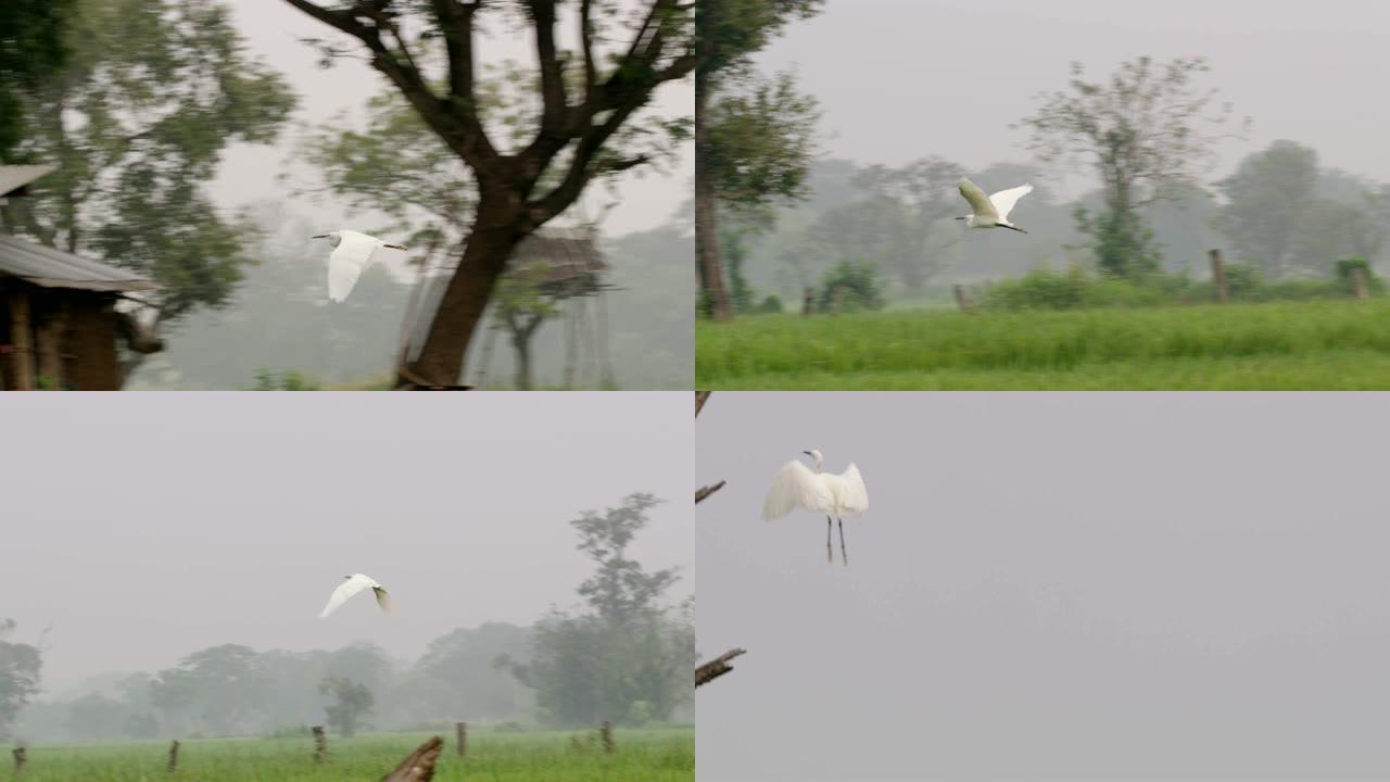 白色大白鹭飞越乡村景观，降落在斯里兰卡的树上
