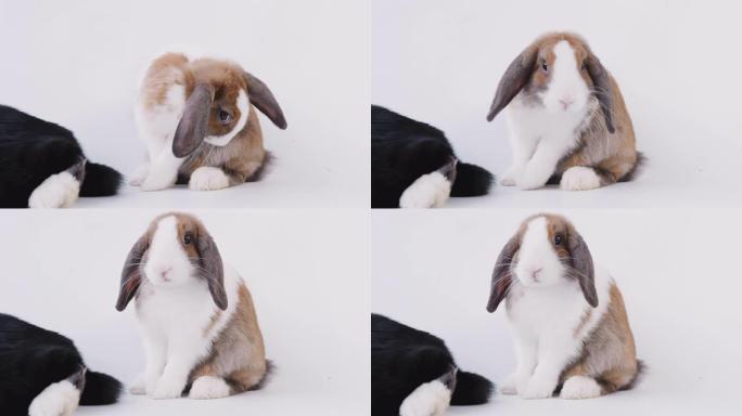 两只微型翻牌耳兔在白色背景下清洁自己的工作室镜头