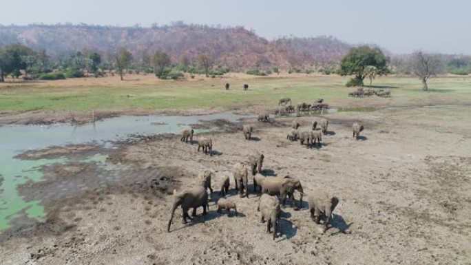 4k空中缩小了津巴布韦一条浅河的大量繁殖大象的视野