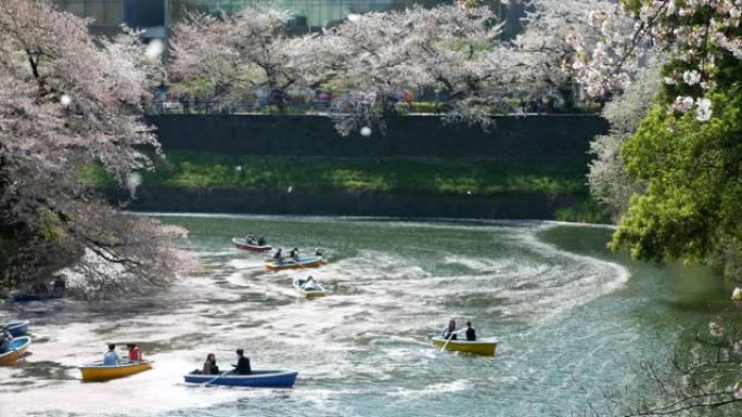 日本的樱花日本的樱花游船