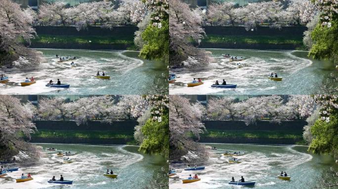 日本的樱花日本的樱花游船