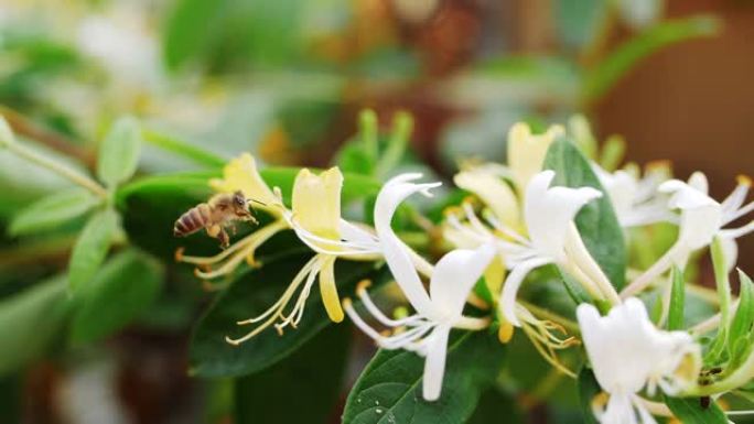 蜜蜂收集花蜜花粉在金银花周围飞行