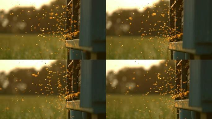 MS超级慢动作蜜蜂飞翔，徘徊在蜂巢