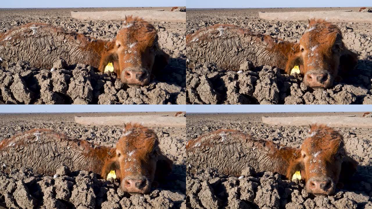 由于干旱和气候变化，博茨瓦纳奥卡万戈三角洲，一头被困牛躺在干涸的恩加米湖上的特写毁灭性鸟瞰图