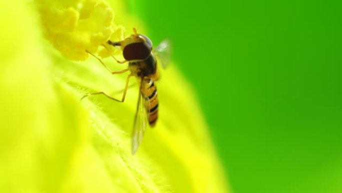 一只苍蝇在花中吃花粉的特写镜头，4k