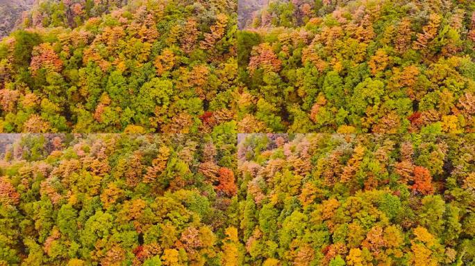 从上方直接俯瞰秋天森林的鸟瞰图
