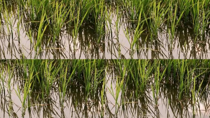 MS草在沼泽水中的风中生长和吹动