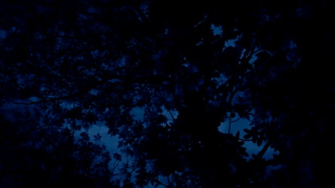 晚上在风中摇曳的树顶