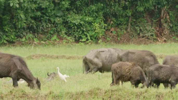 MS水牛在斯里兰卡田间放牧