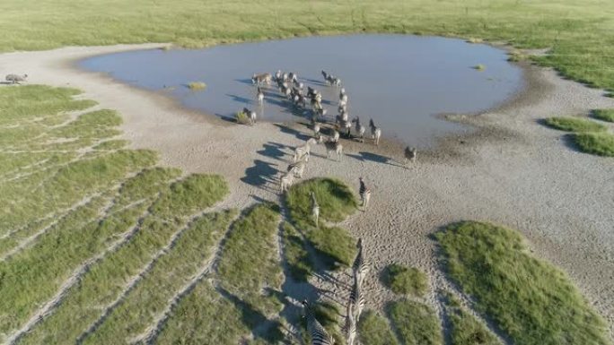 在博茨瓦纳Makgadikgadi草原的水坑上，一群正在迁徙的斑马在水中喝水的4k空中飞行