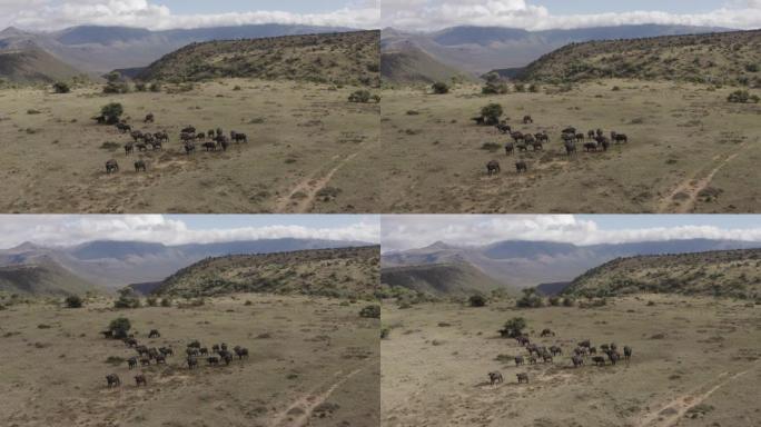 非洲风景秀丽的山区风景中一群布法罗角的4k鸟瞰图