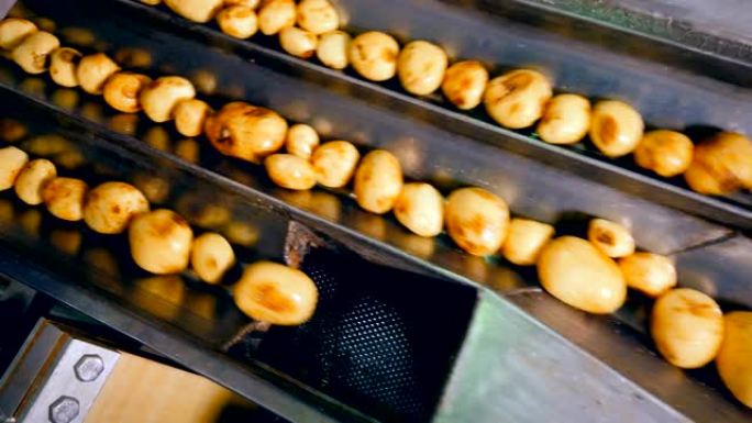 工厂输送机移动去皮的土豆，将其分类为食物。