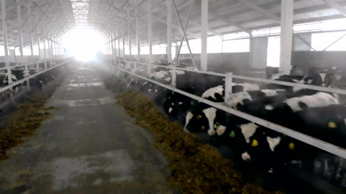 奶牛在棚子里吃干草，特写。