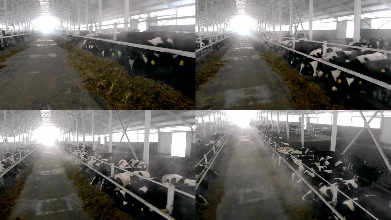 奶牛在棚子里吃干草，特写。