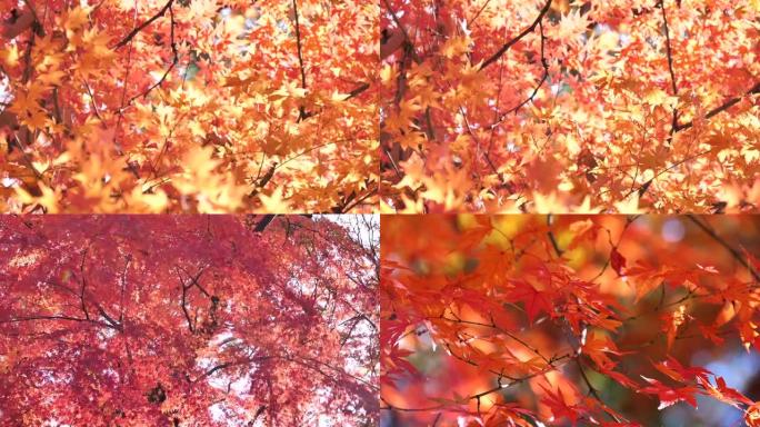 日本秋叶染红红色枫叶仰拍秋天大树秋意