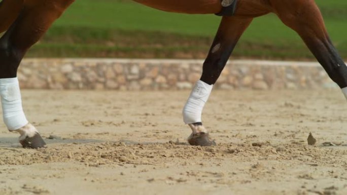 特写: 板栗种马在沙质竞技场上缠着绷带的腿。