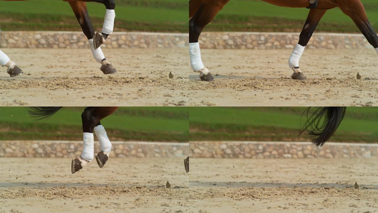 特写: 板栗种马在沙质竞技场上缠着绷带的腿。