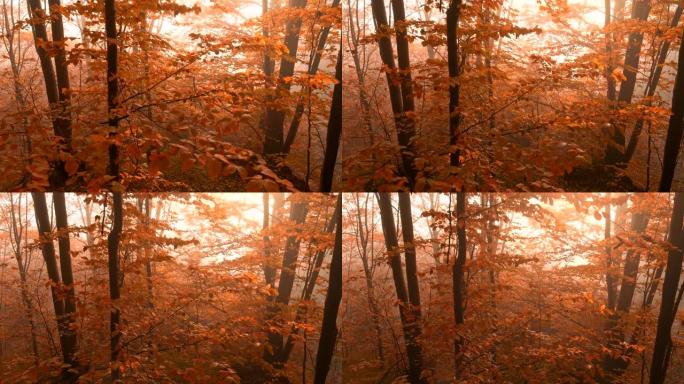 红红的秋林中温暖的夕阳。秋季自然概念