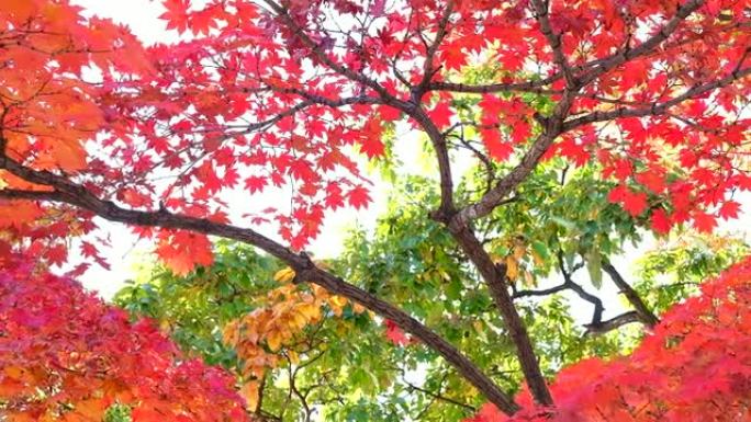 秋天秋天红叶枫叶