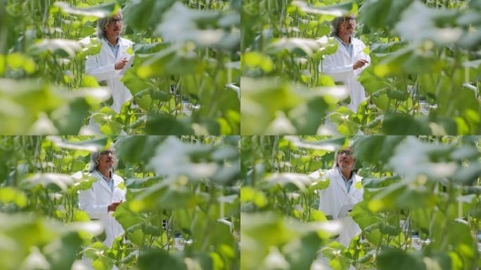白大衣高级农艺师用平板电脑监督温室幼苗的生长。植物护理和保护概念.行业4.0
