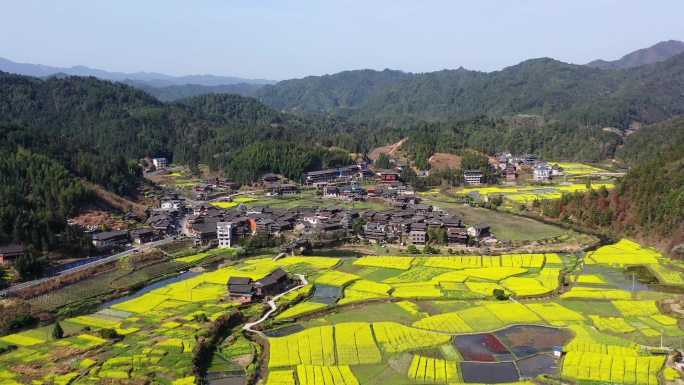 农村大片油菜花海盛开蜜蜂采蜜素材