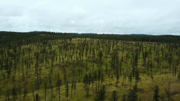 空中无人机拍摄的大片森林丘陵干净的景观覆盖着薄薄的幼树，令人难以置信的国家公园天际线。