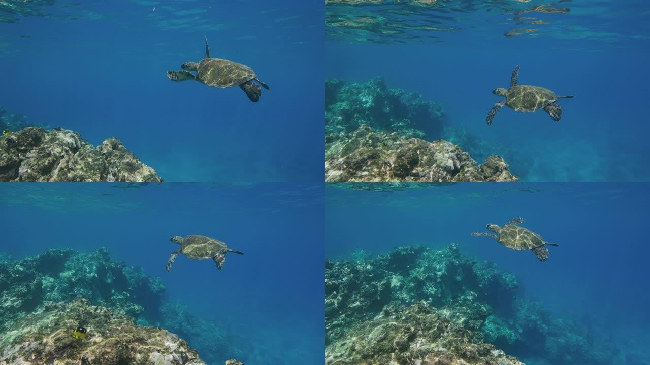 绿色海龟在海洋中游泳