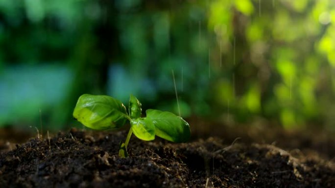 年轻美丽的手在浪漫的自然和神奇的氛围中播种，浇水和滋养植物