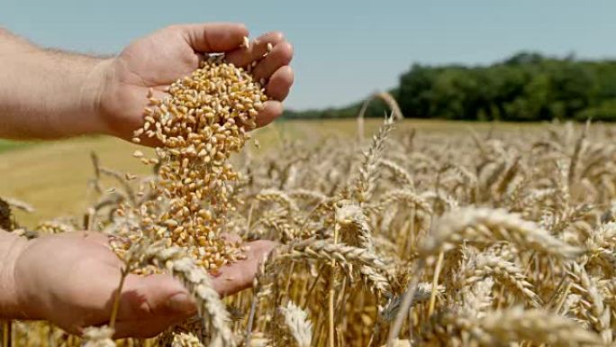 SLO MO Farmer双手在田间筛选小麦谷物