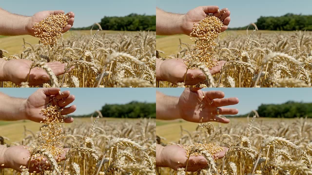 SLO MO Farmer双手在田间筛选小麦谷物
