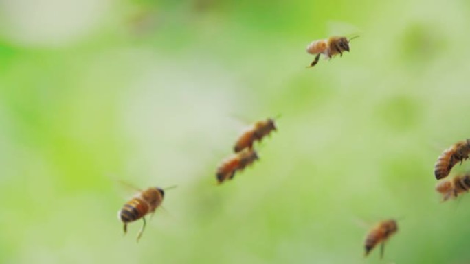 蜂群慢动作，蜜蜂飞行